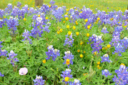 Bluebonnets © Barry Zimmer