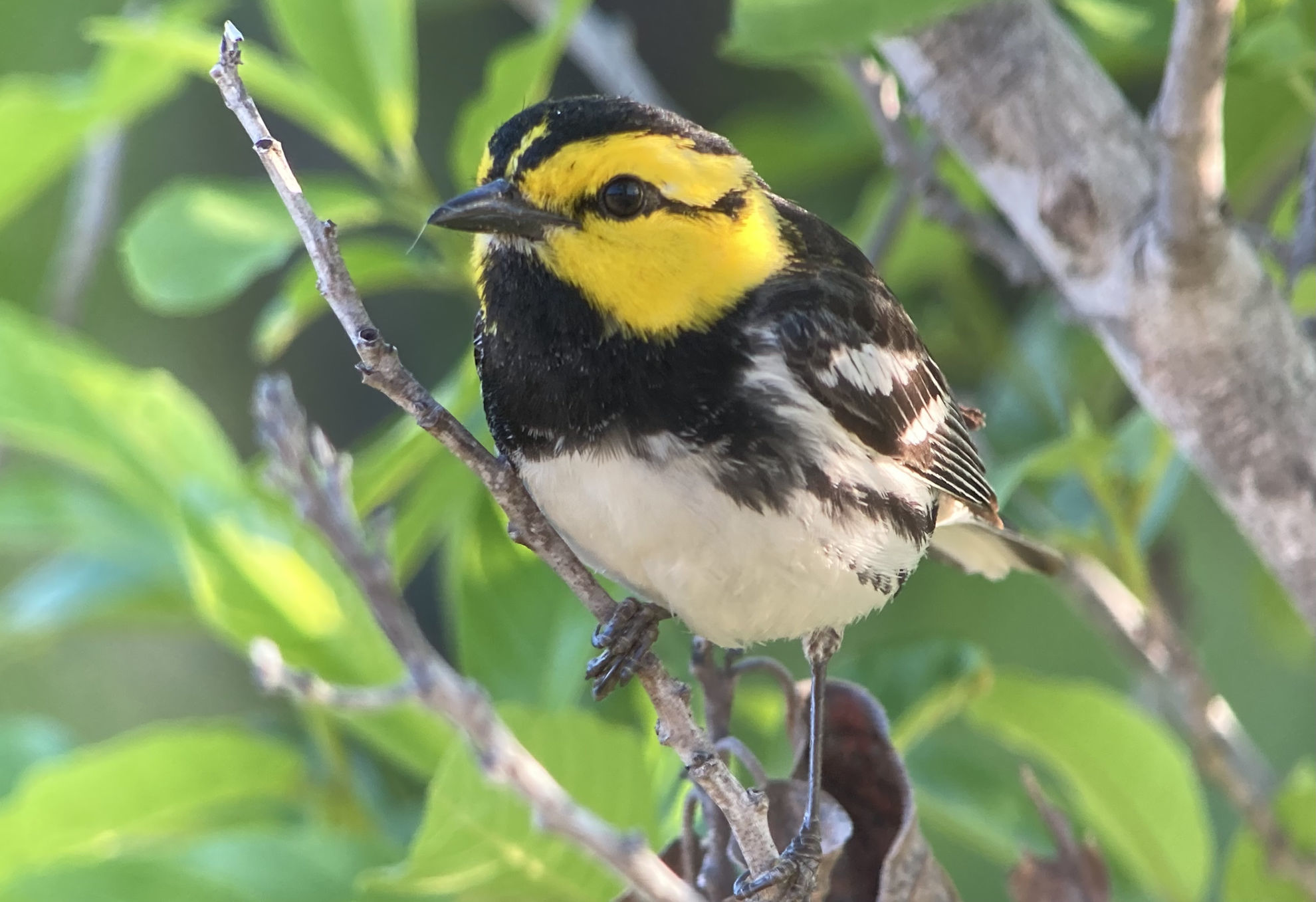 Golden-cheeked Warbler © Barry Zimmer