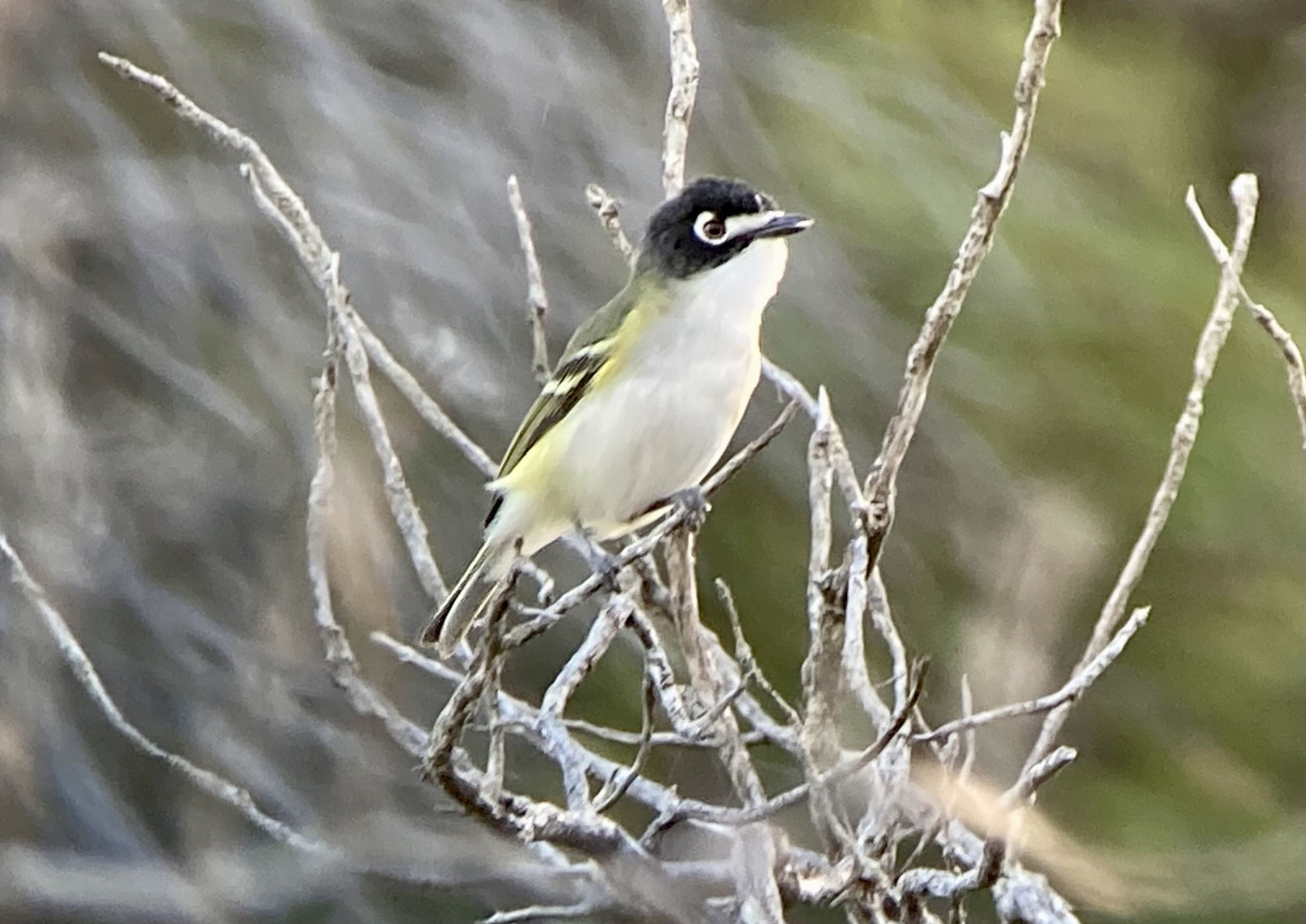 Black-capped Vireo © Barry Zimmer