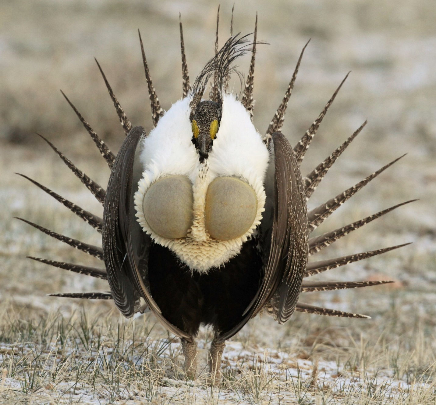 Greater Sage-Grouse © Brian Gibbons