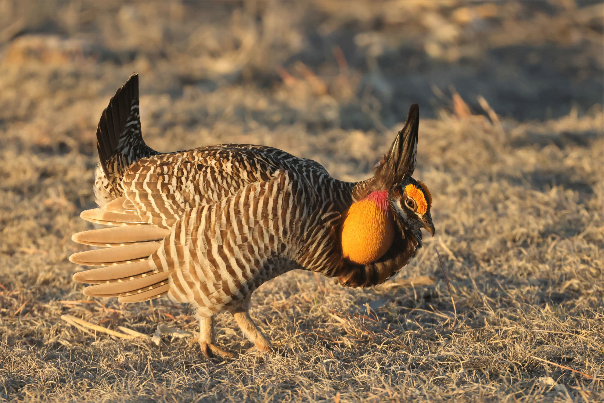 Greater Prairie-Chicken © Brian Gibbons