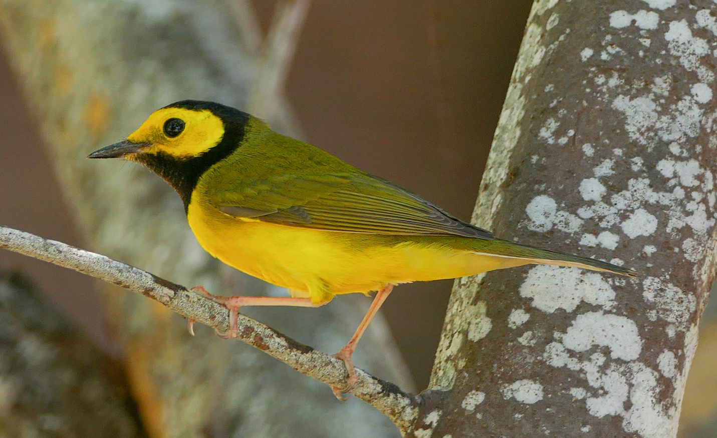 Hooded Warbler © Rafael Galvez