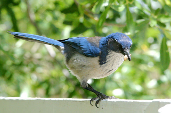 Island Scrub-Jay © Brad Schram