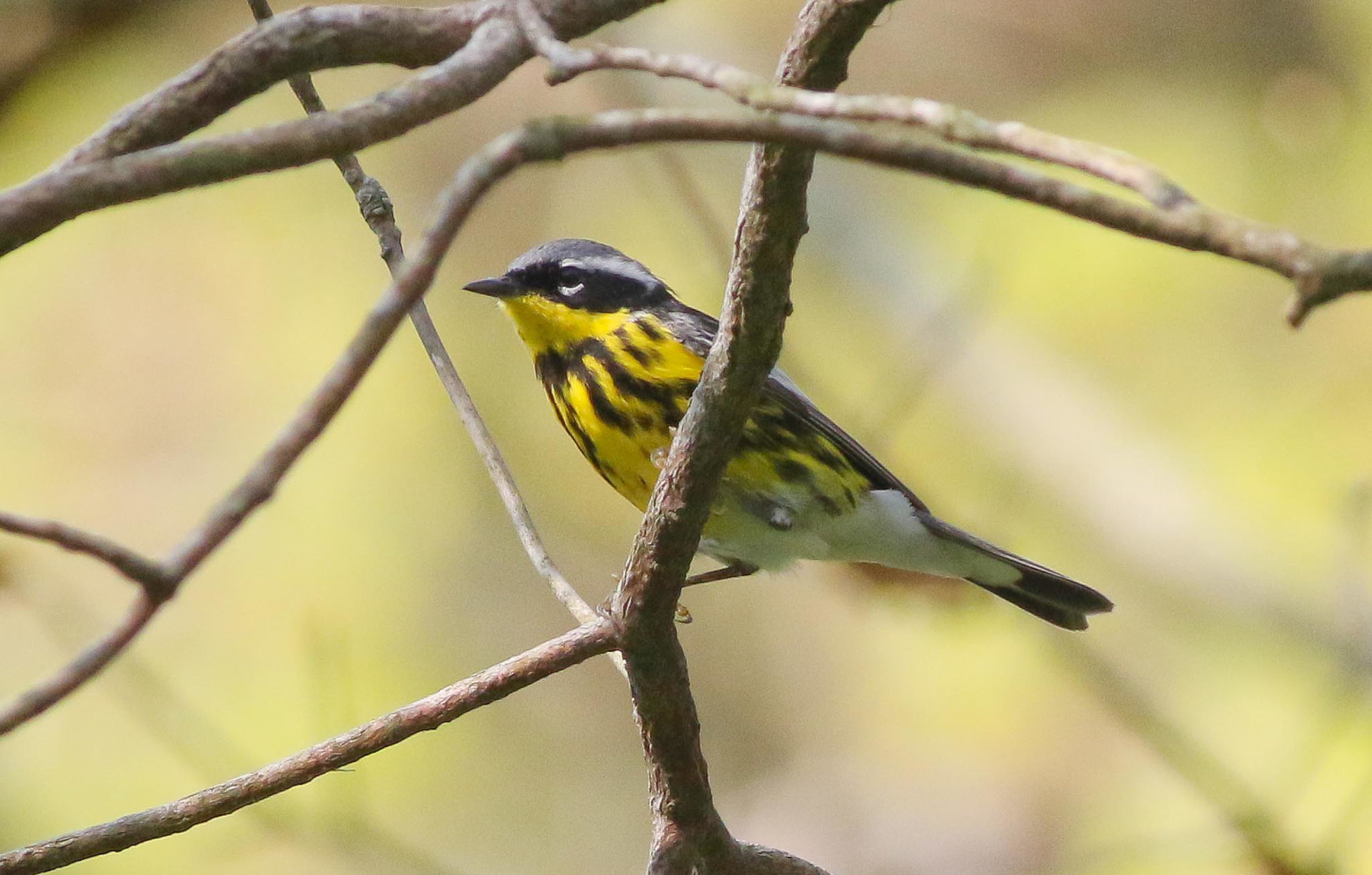 Magnolia Warbler © Michael O'Brien