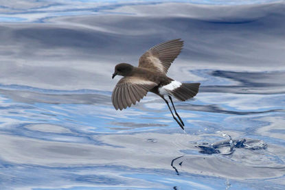 Wilson's Storm-Petrel © Michael O'Brien