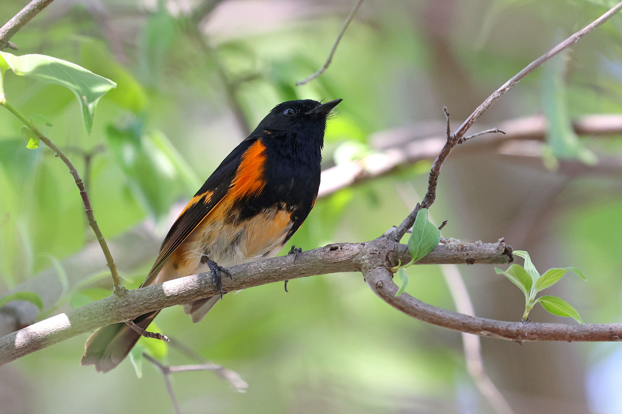 American Redstart © Michael O'Brien