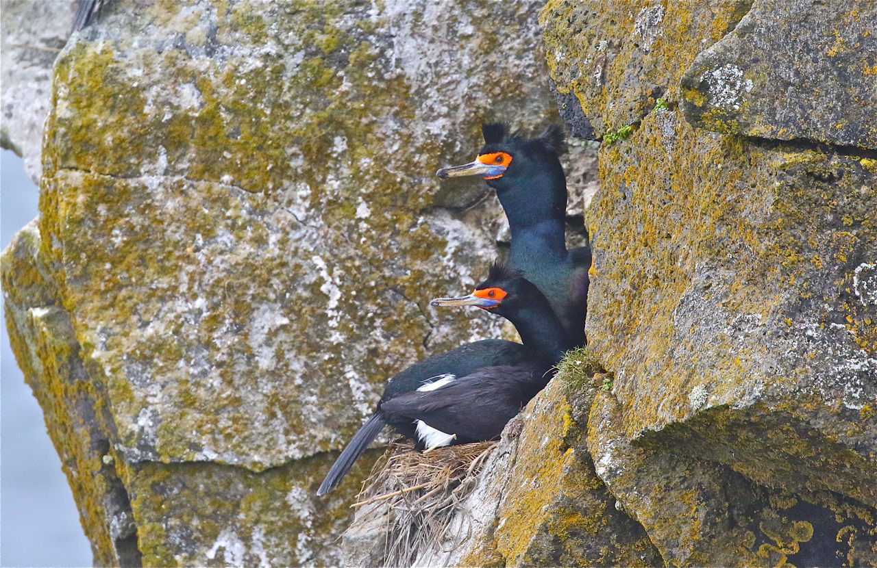 Red-faced Cormorants © Kevin Zimmer