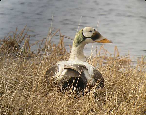 Spectacled Eider © Kevin Zimmer