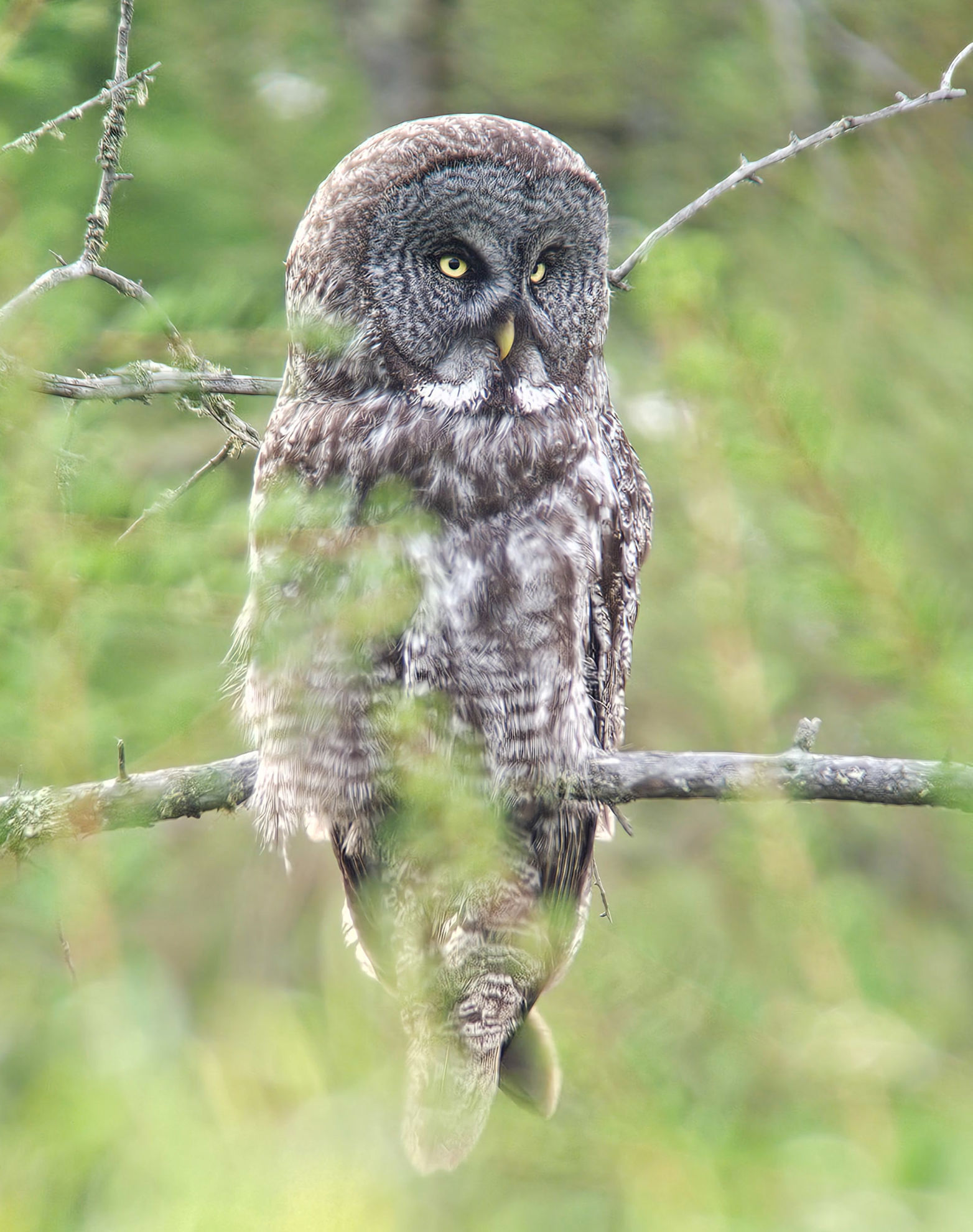 Great Gray Owl © Erik Bruhnke