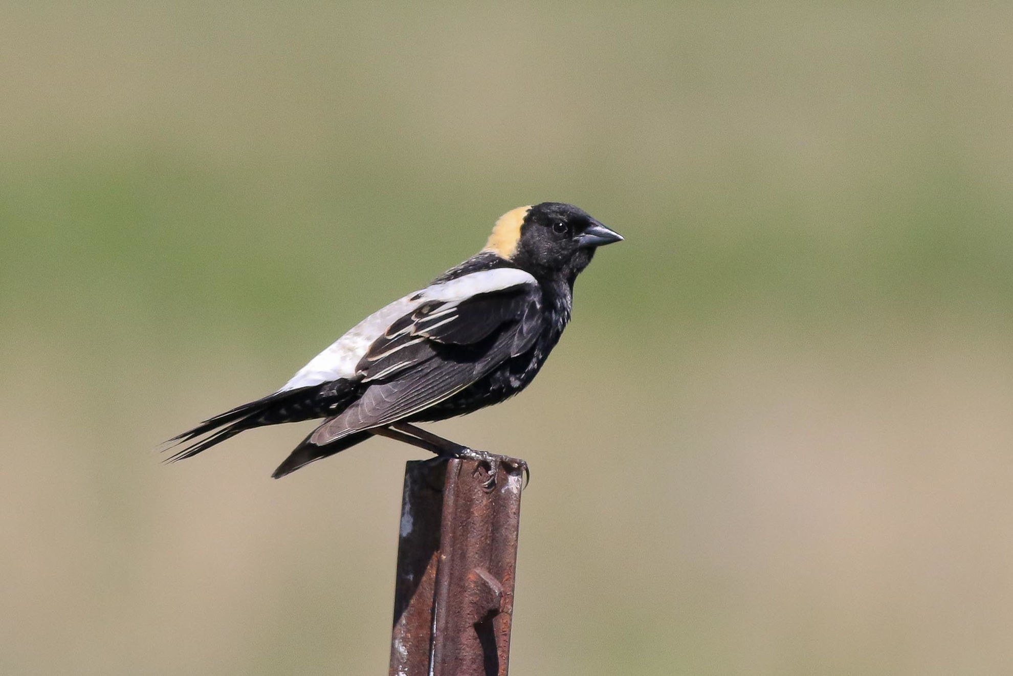 Bobolink © Michael O'Brien