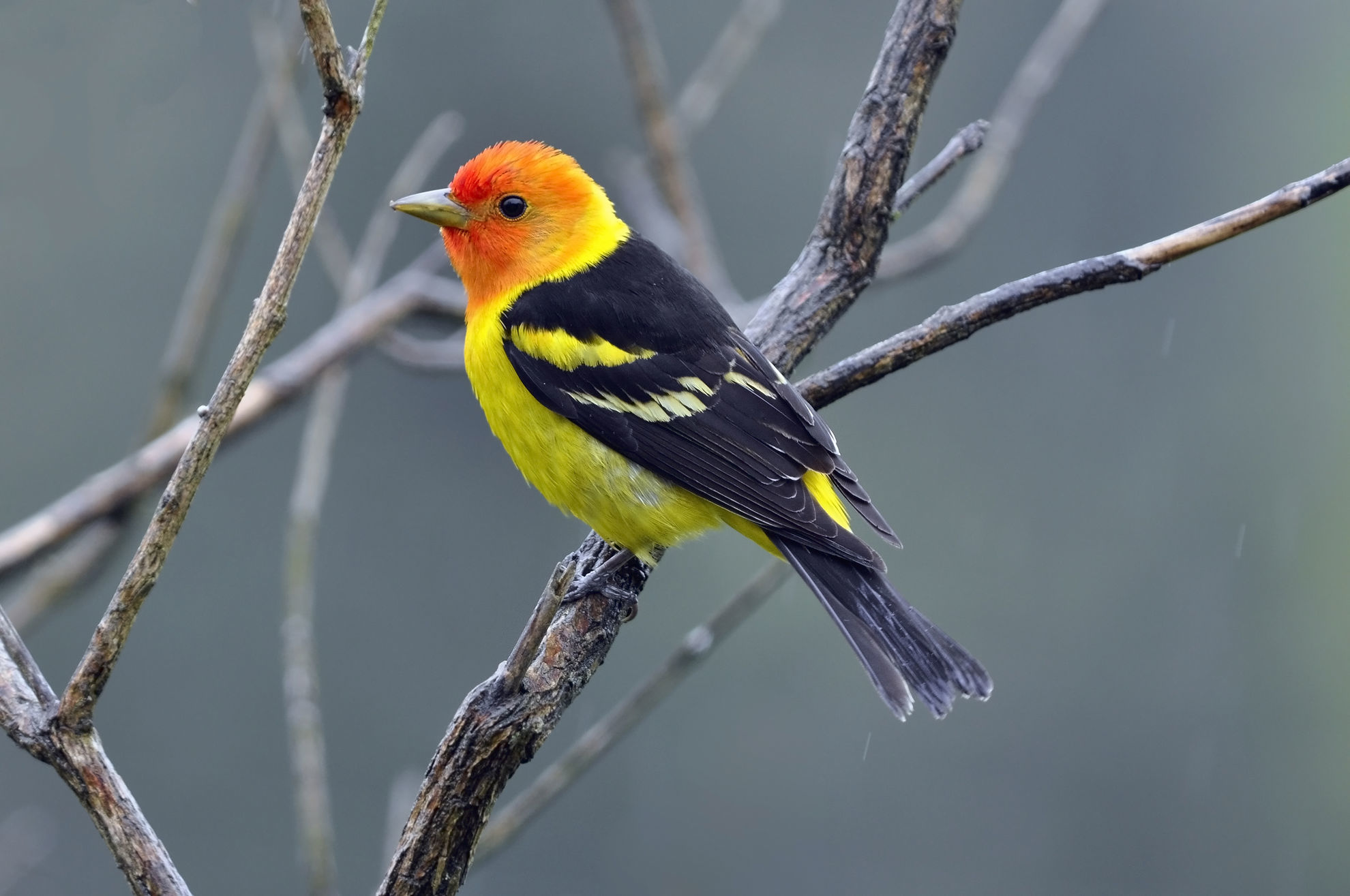 Western Tanager © Laura Mountainspring/Shutterstock