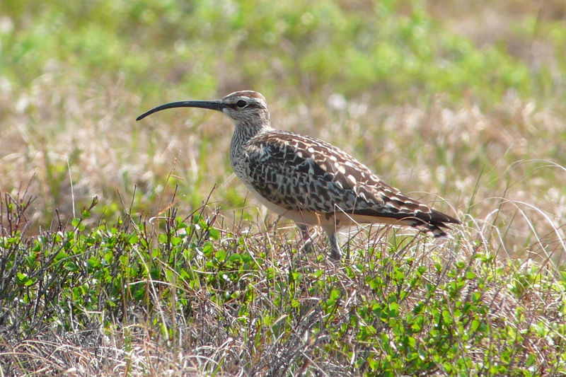 Bristle-thighed Curlew © Barry Zimmer