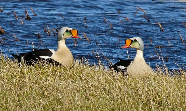 King Eiders © Kevin Zimmer