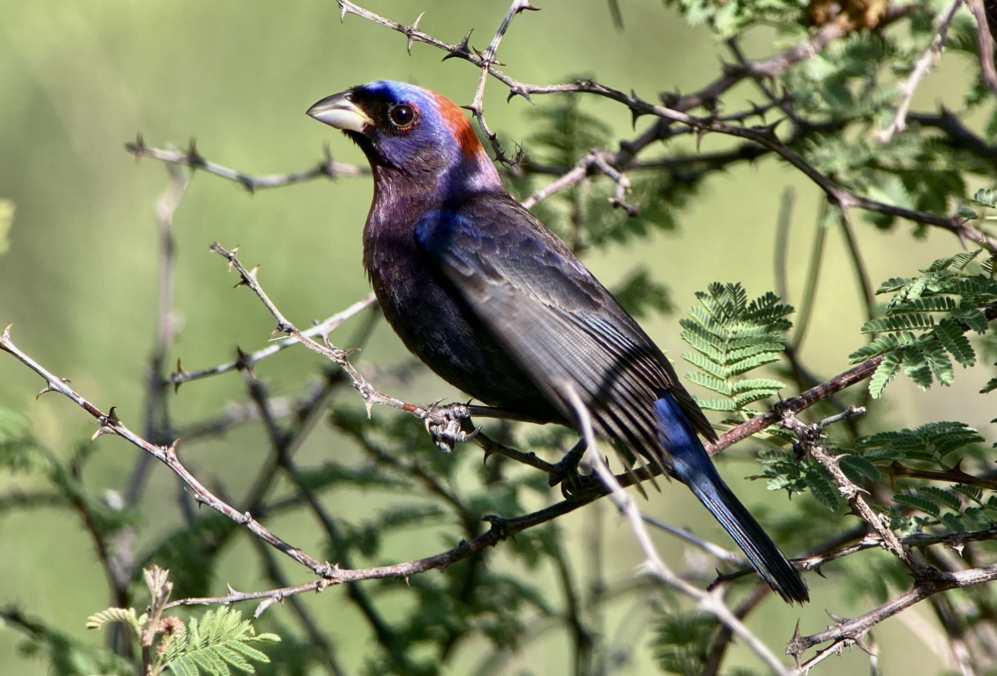 Varied Bunting © Barry Zimmer