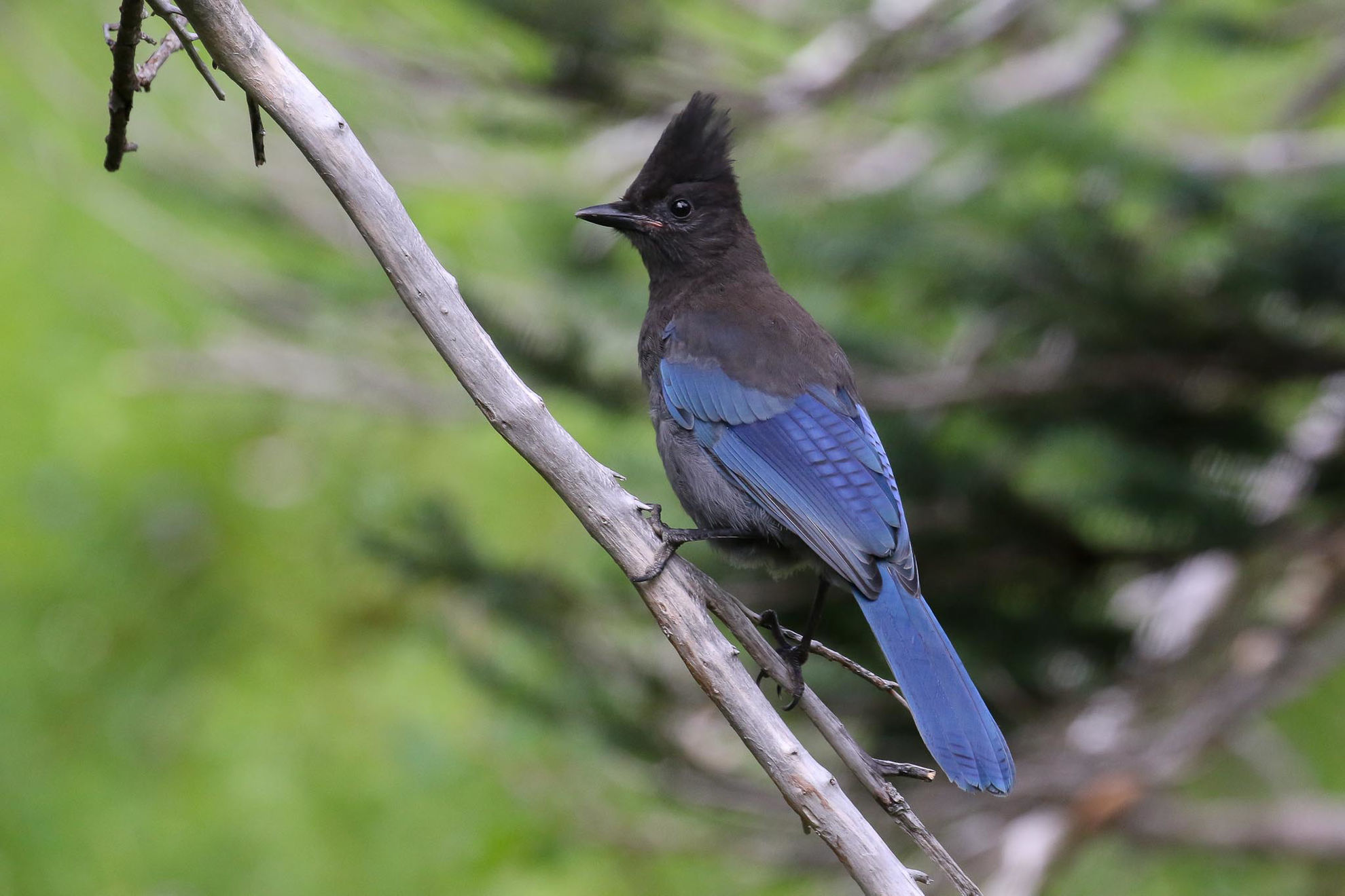 Steller's Jay © Michael O'Brien