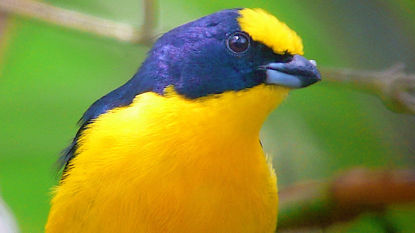 Thick-billed Euphonia © Barry Zimmer