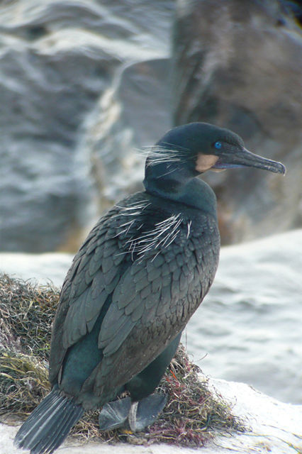 Brandt's Cormorant © Barry Zimmer