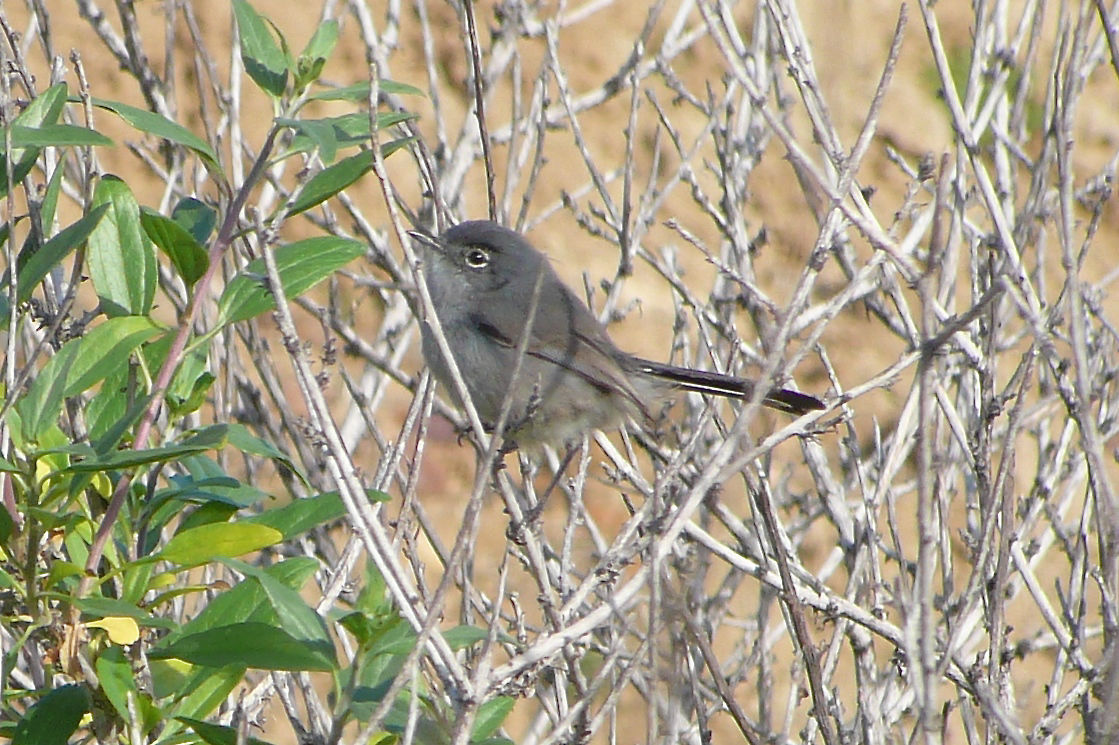 California Gnatcatcher © Barry Zimmer