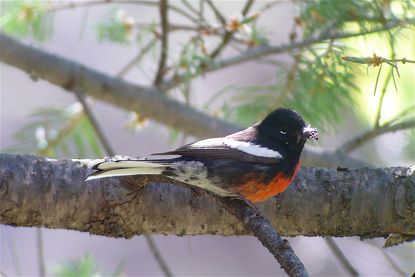 Painted Redstart © Barry Zimmer