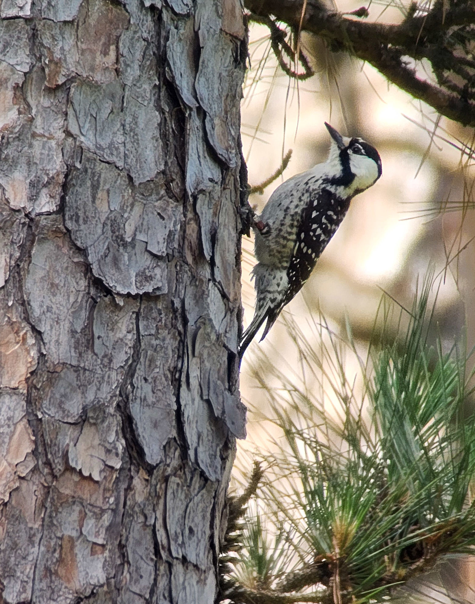 Red-cockaded Woodpecker © Erik Bruhnke