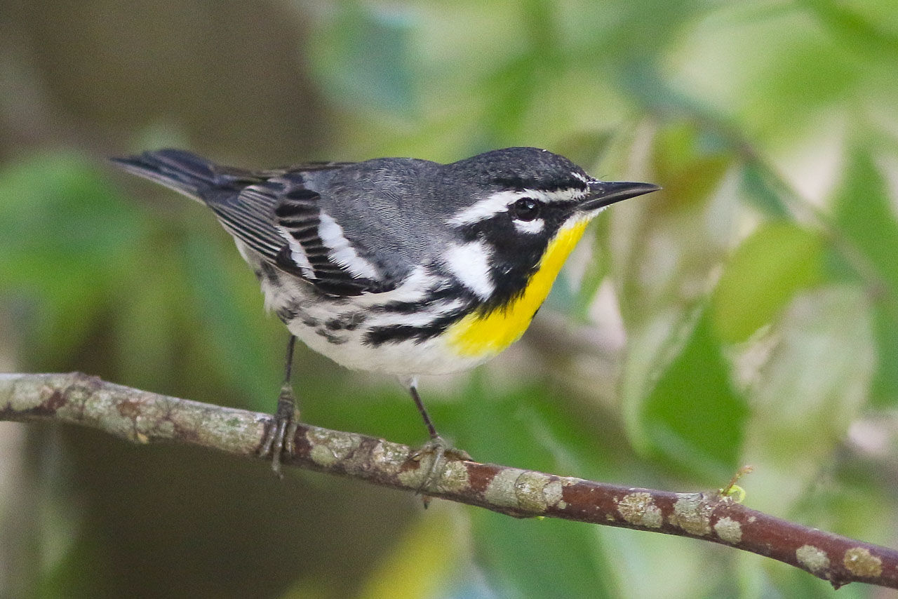 Yellow-throated Warbler © Michael O'Brien