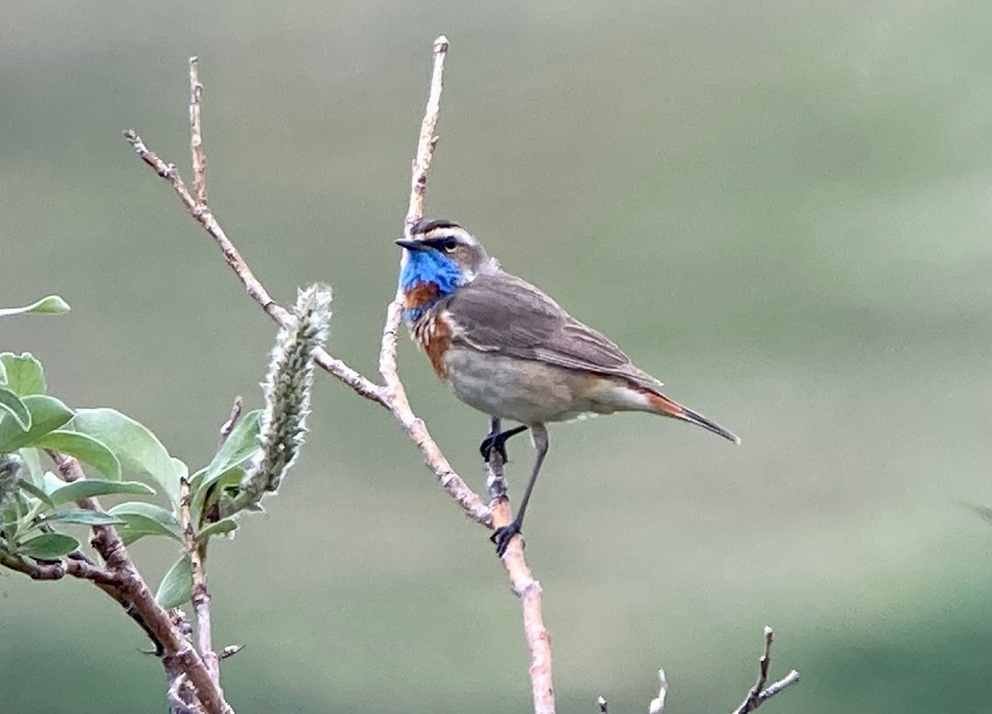 Bluethroat © Barry Zimmer