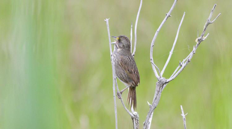 Seaside Sparrow © Michael O'Brien