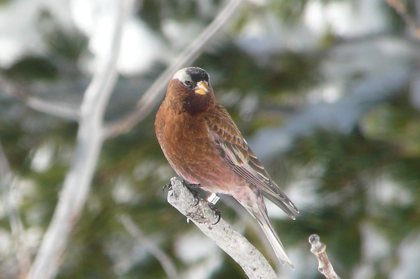 Gray-crowned Rosy-Finch © Barry Zimmer