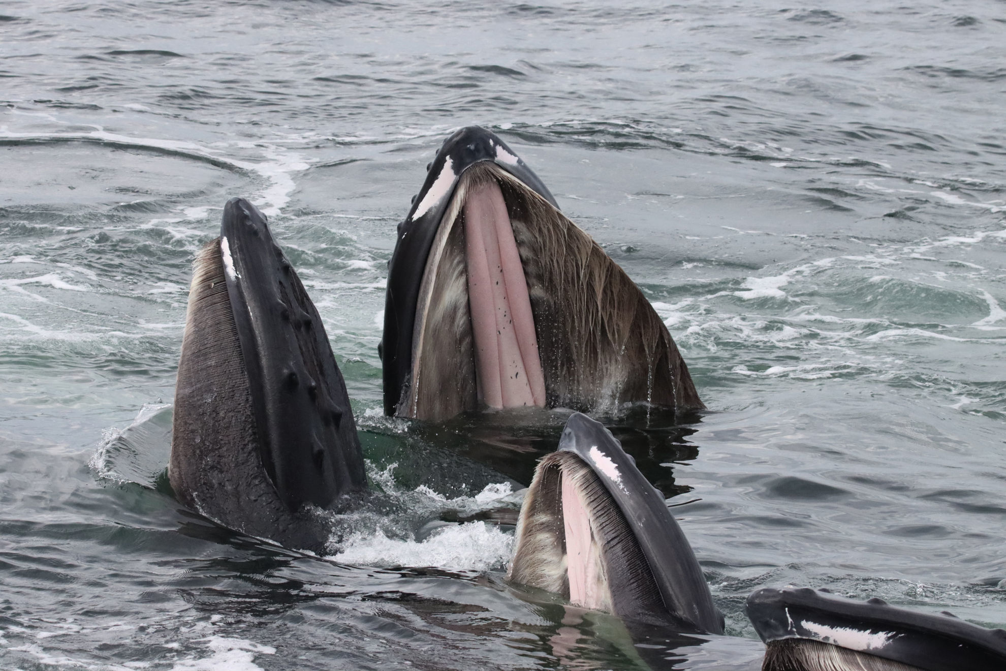 Humpback Whales © Kevin Burke