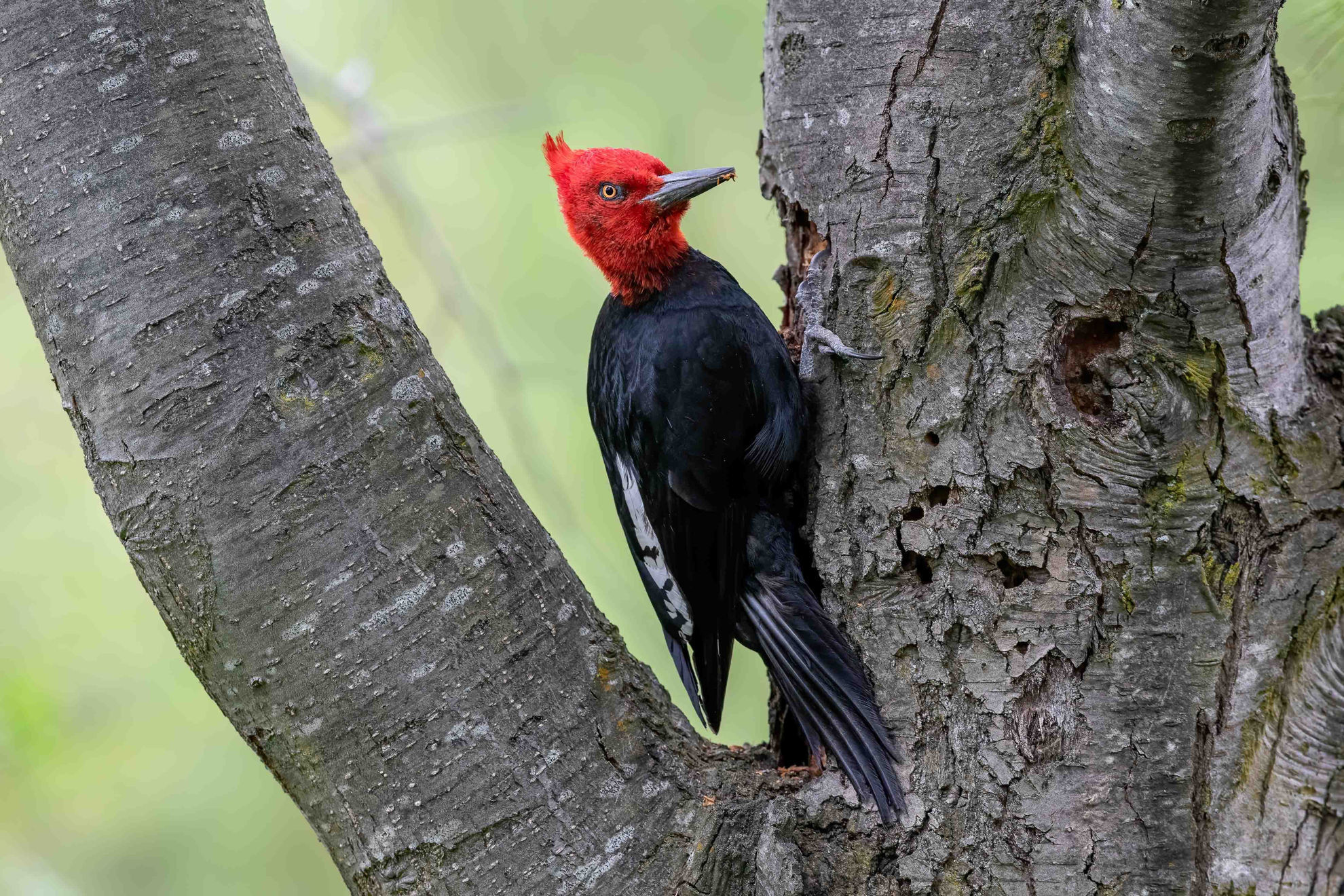 Magellanic Woodpecker © Fernando Diaz