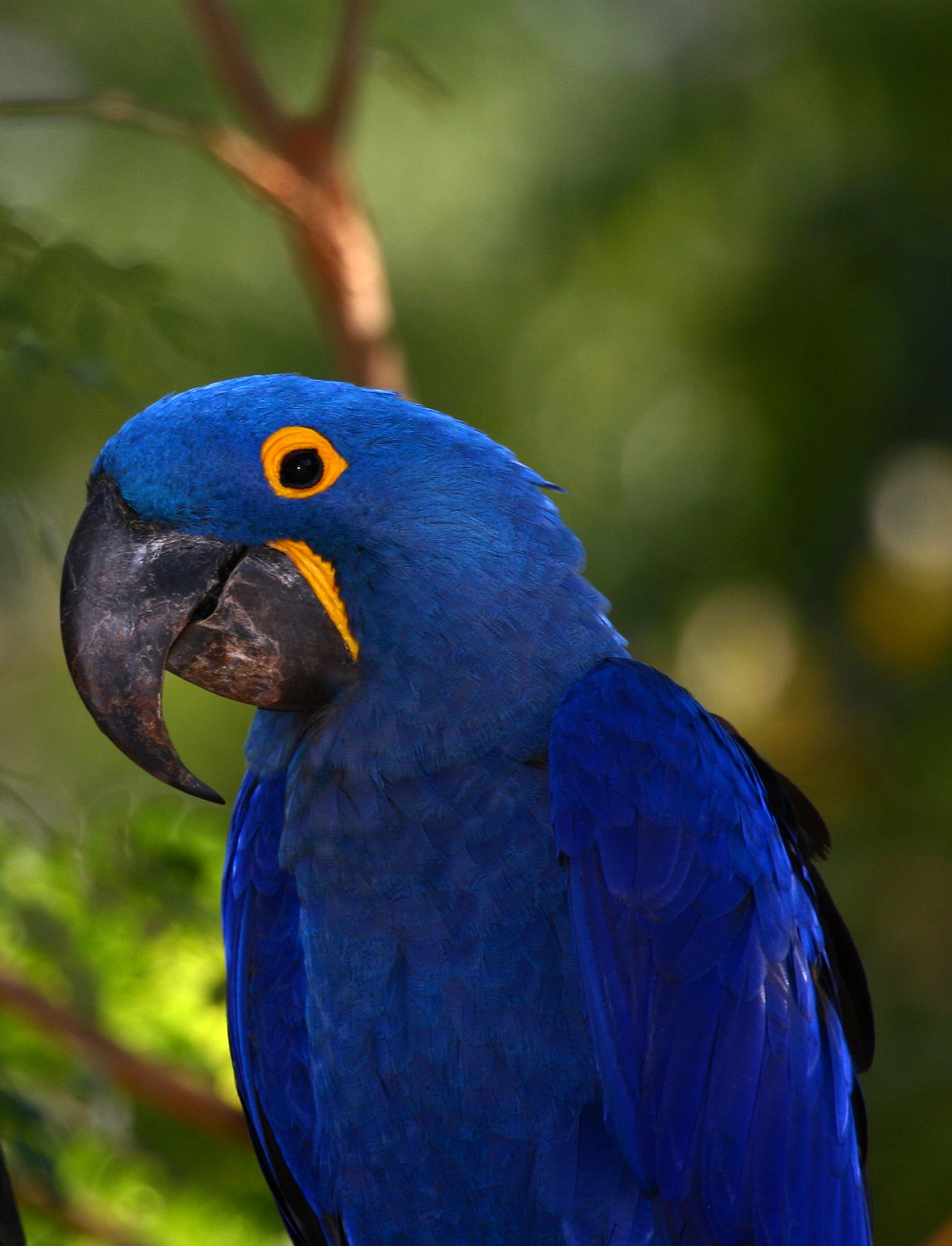 Hyacinth Macaw © Andrew Whittaker