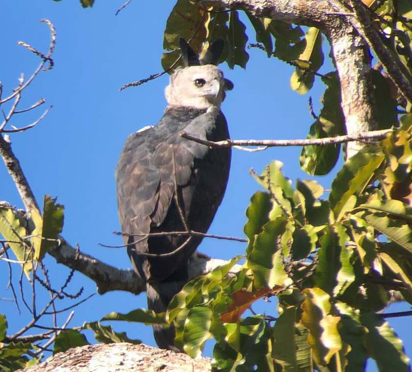 Harpy Eagle © Jeri Langham, SouthWild Amazon, Brazil