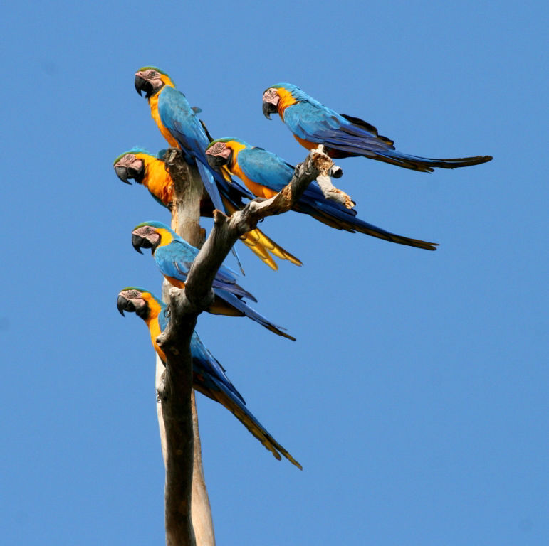 Blue-and-yellow Macaws © Andrew Whittaker