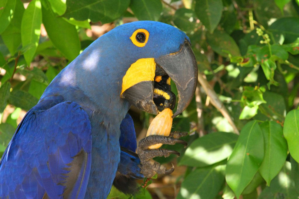 Hyacinth Macaw © Andrew Whittaker 