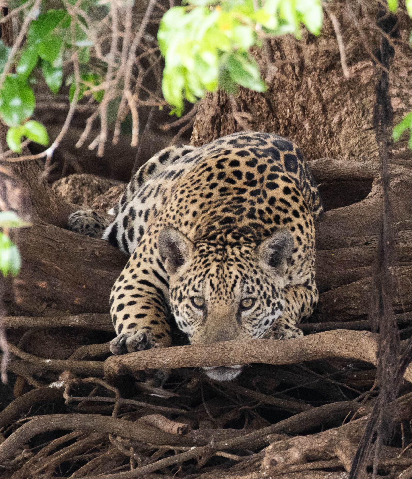 Jaguar © Erik Bruhnke 