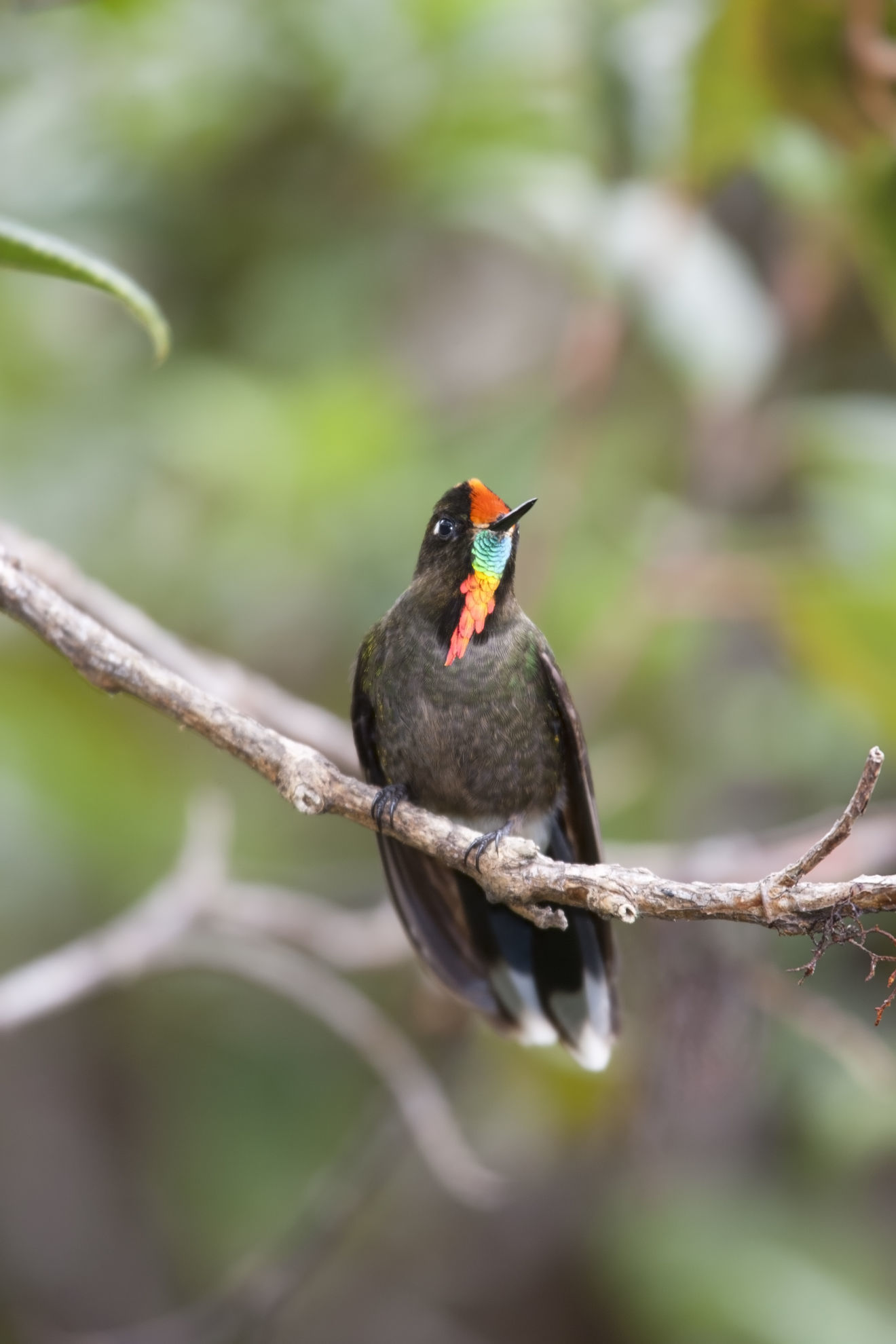 Rainbow-bearded Thornbill © Stubblefield Photography/Shutterstock