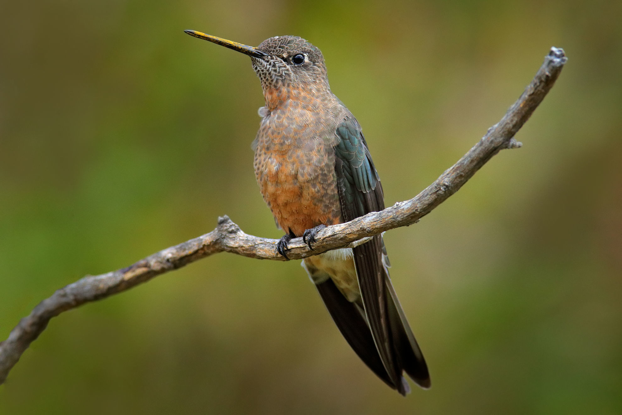 Giant Hummingbird © Ondrej Prosicky/Shutterstock