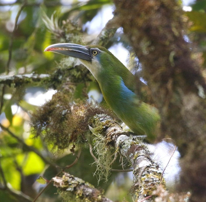 Blue-banded Toucanet © Andrew Whittaker