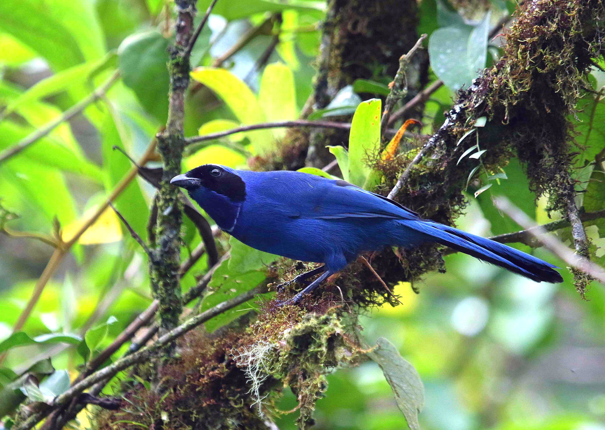 White-collared Jay © Andrew Whittaker