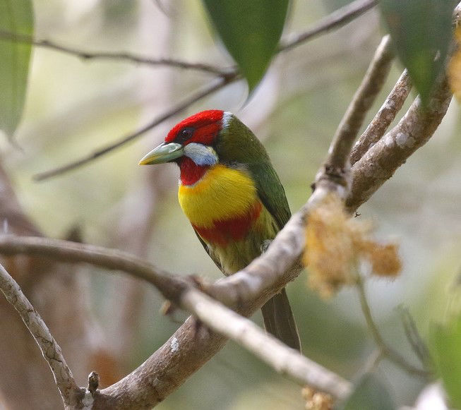 Versicolored Barbet © Andrew Whittaker