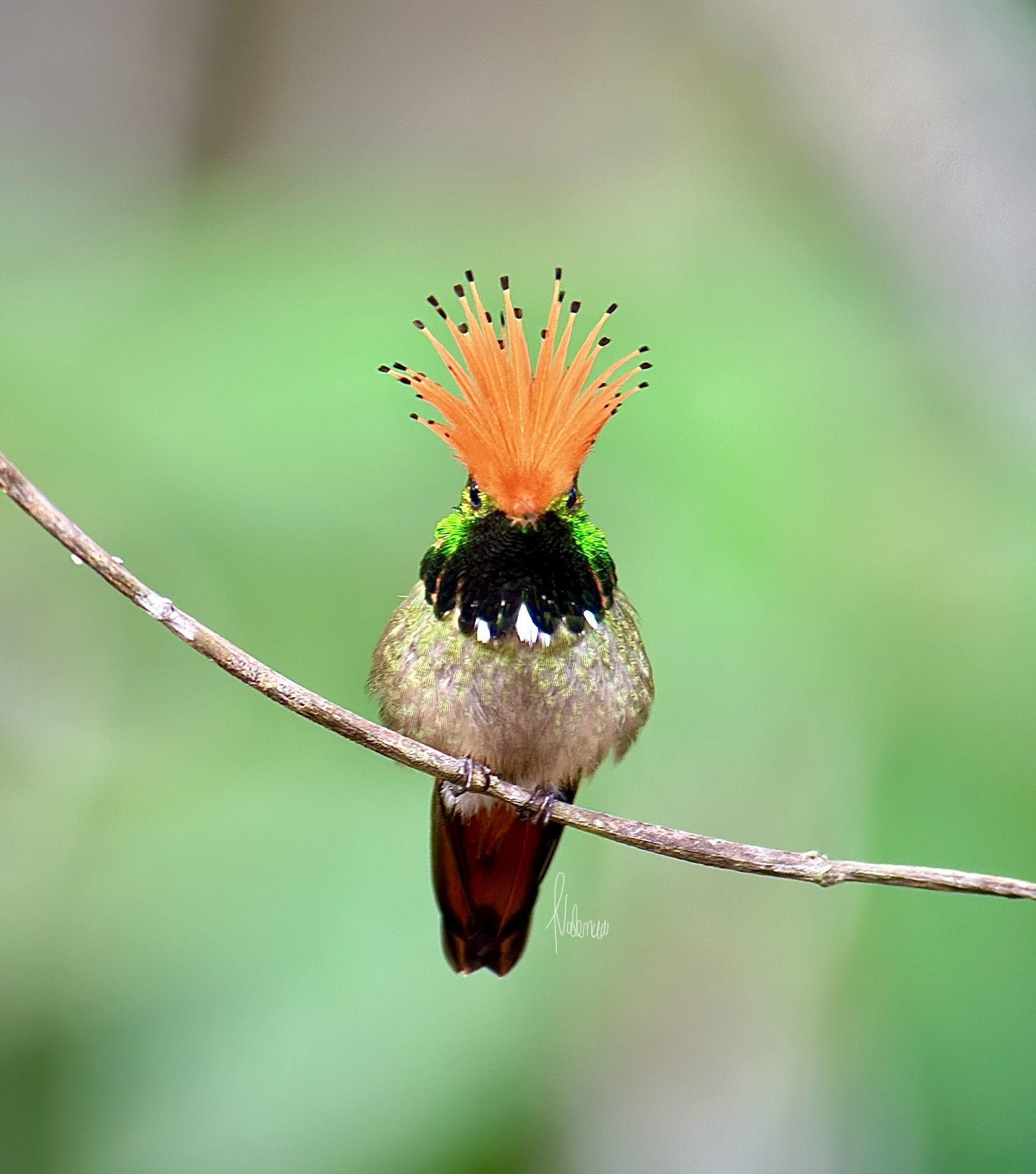 Rufous-crested Coquette © Doris Valencia