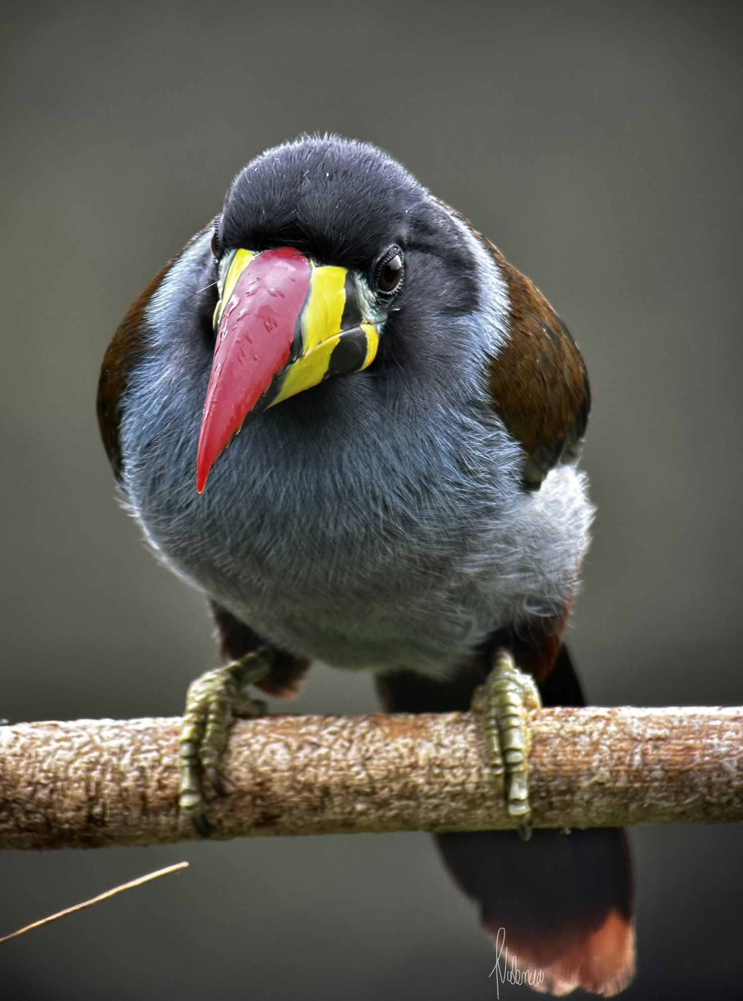 Gray-breasted Mountain-Toucan © Doris Valencia