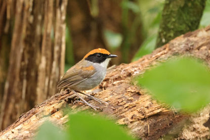 Black-cheeked Gnateater © Brian Gibbons