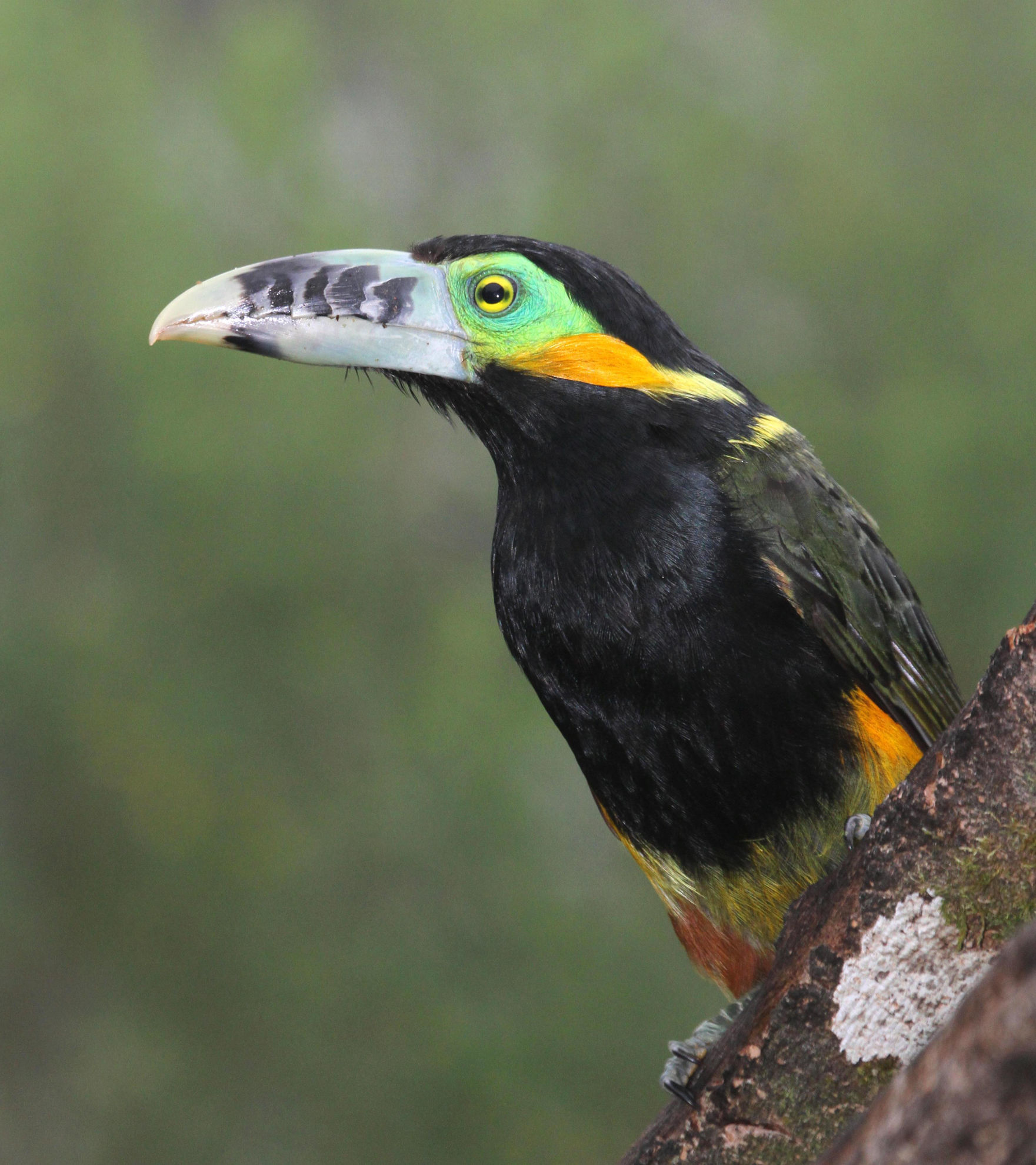 Spot-billed Toucanet © Andrew Whittaker