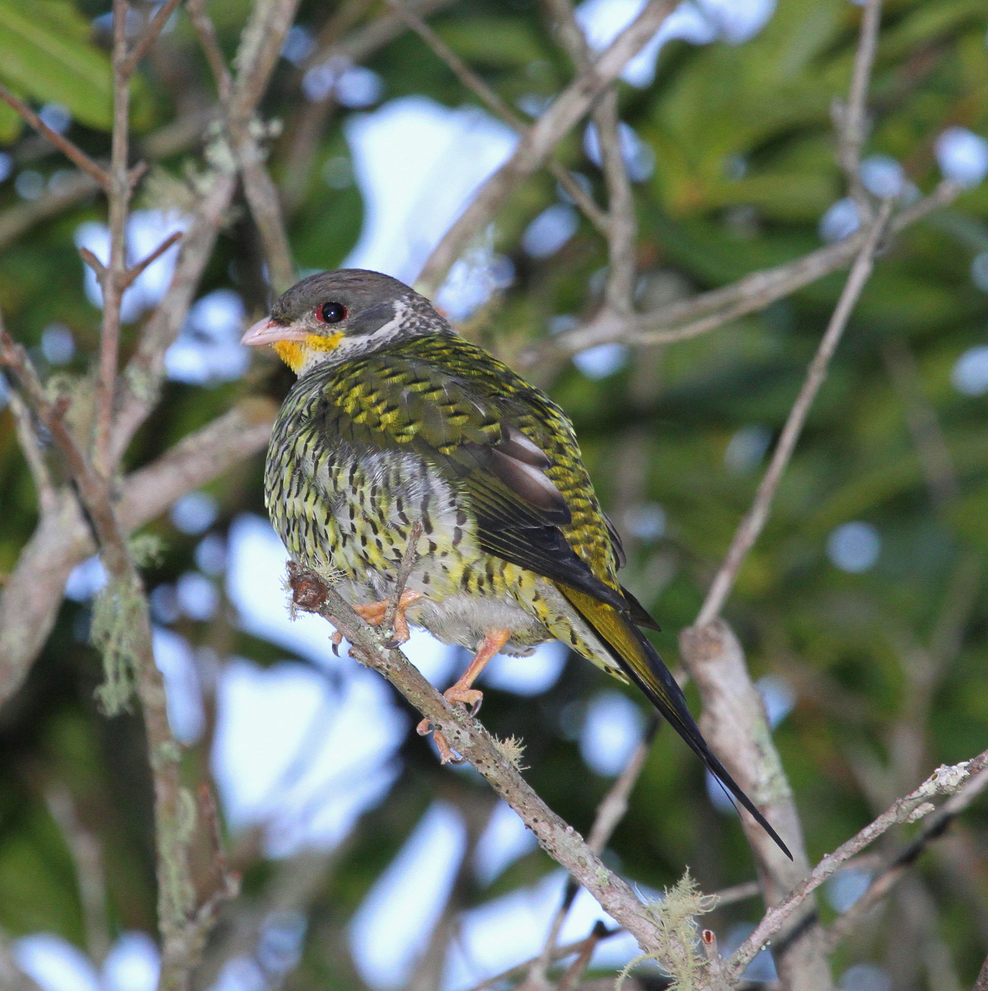 Swallow-tailed Cotinga, female © Andrew Whittaker