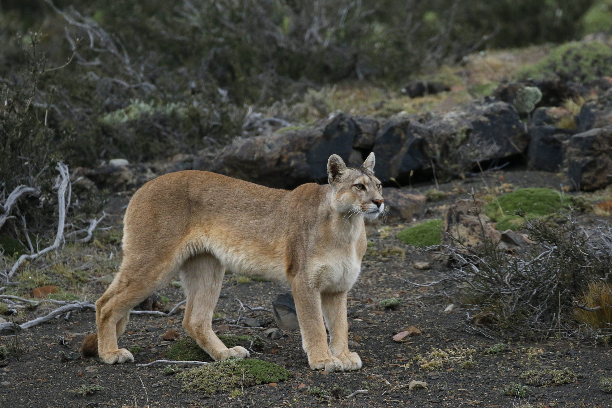 Puma © Andrew Whittaker