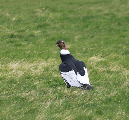 Andean Condor © Andrew Whittaker