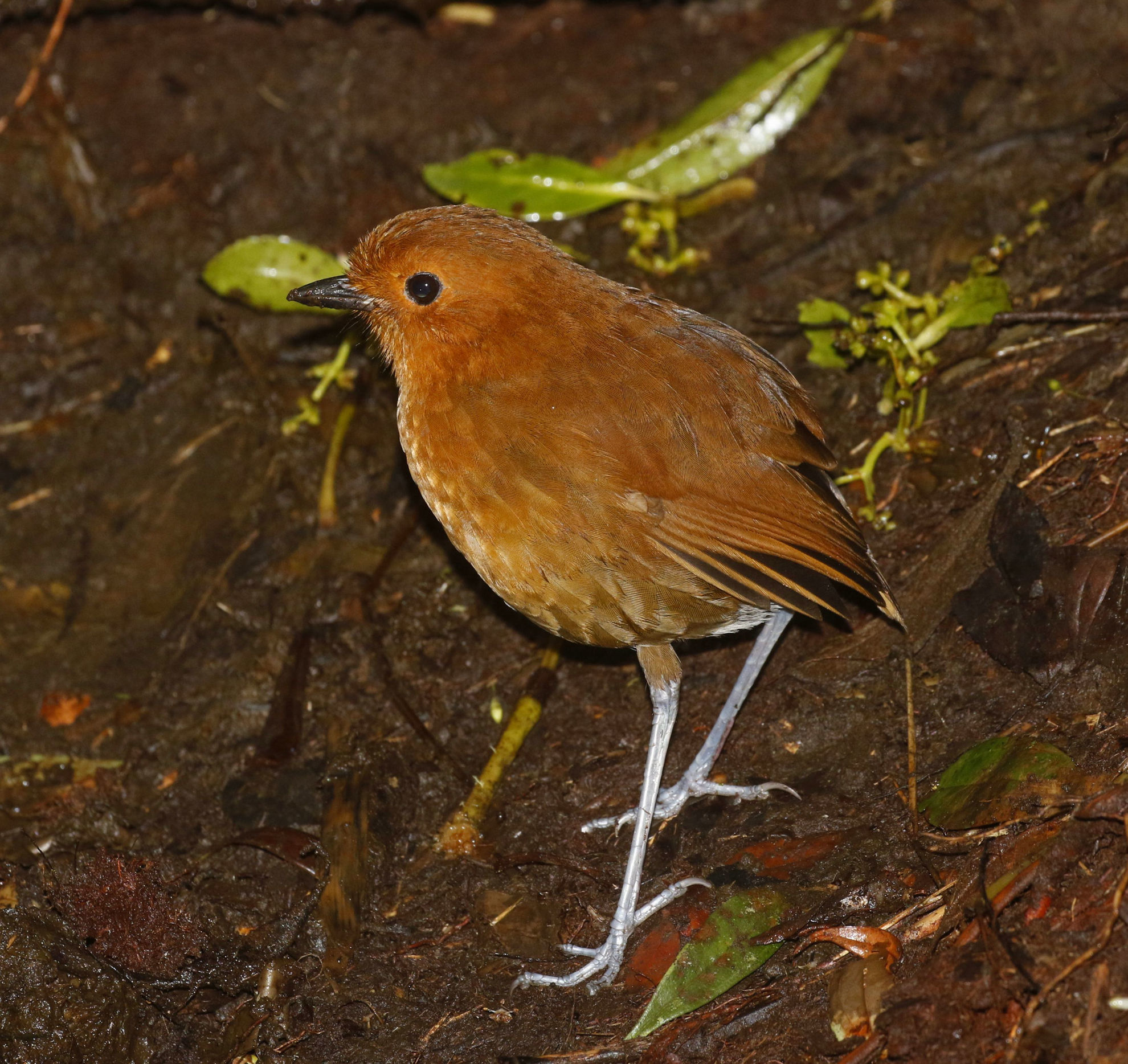 Chestnut Antpitta © Andrew Whittaker