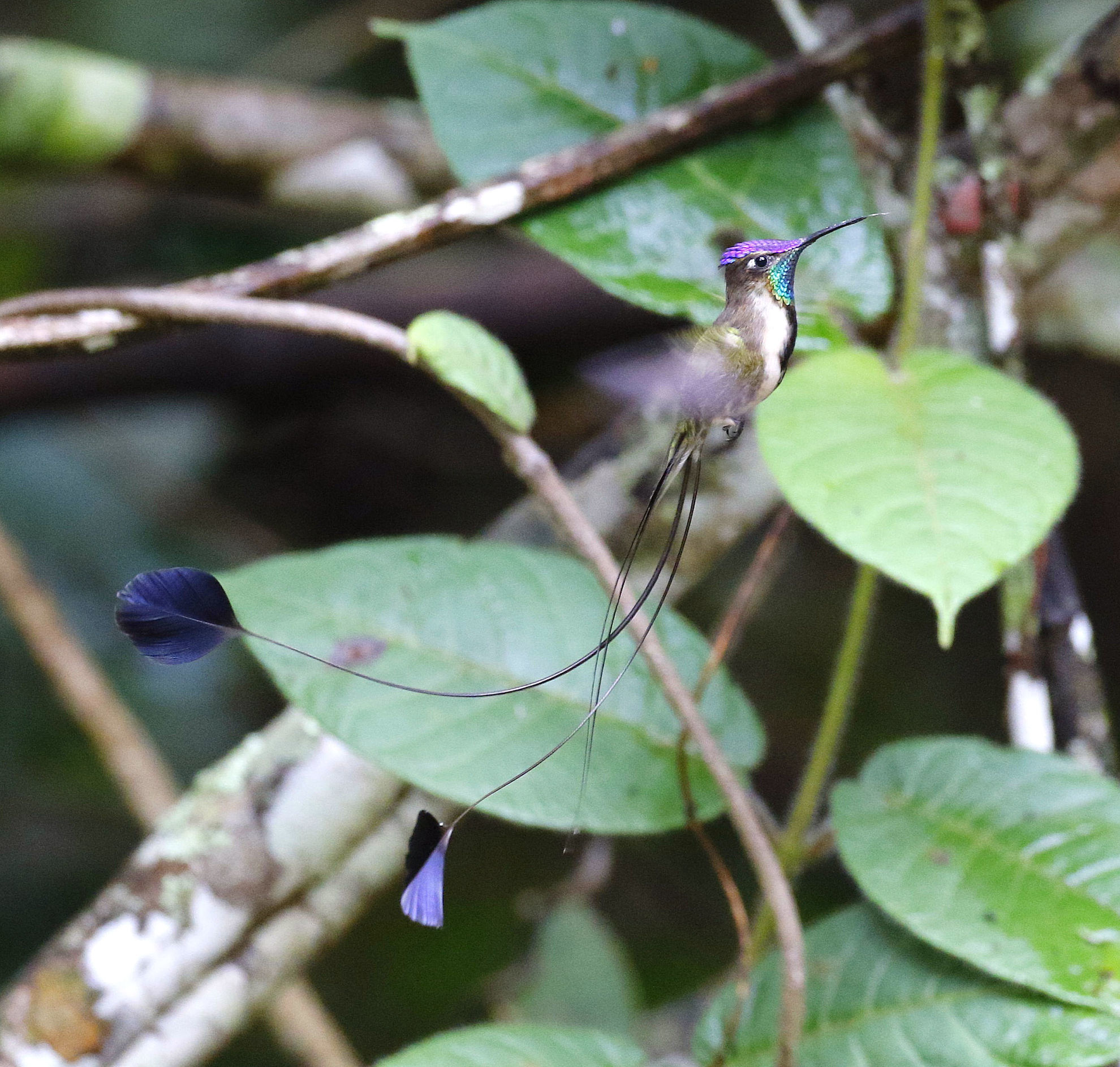 Marvelous Spatuletail © Andrew Whittaker