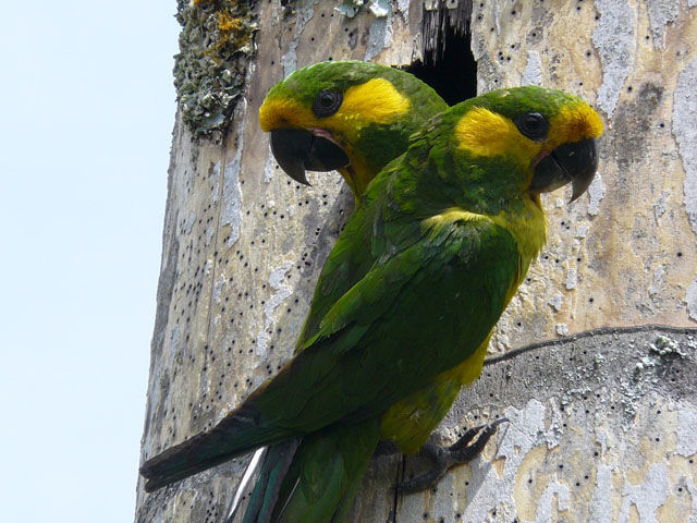 Yellow-eared Parrots ©ProAves Colombia/www.proaves.org